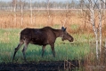 056_Biebrza - kwiecien 2012